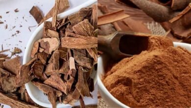 Arjun Ki Chhal In Diabetes: डायबिटीज कंट्रोल के लिए अर्जुन छाल का जादू, जानिए कैसे पाएं फायदा