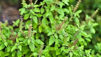 Tulsi Plant Care In Winter: तुलसी का पौधा सूख रहा है? सर्दियों में इसे बचाने के ये ज़रूरी टिप्स अपनाएं