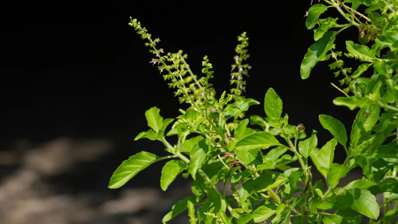 Tulsi Plant Care In Winter: तुलसी का पौधा सूख रहा है? सर्दियों में इसे बचाने के ये ज़रूरी टिप्स अपनाएं