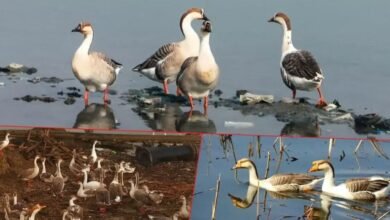 Kashmir News: वुलर झील में लौटे लाखों प्रवासी पक्षी, कश्मीर में शुरू हुआ रोमांचक माइग्रेशन सीजन