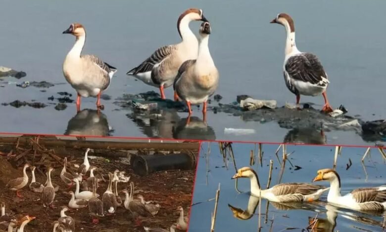 Kashmir News: वुलर झील में लौटे लाखों प्रवासी पक्षी, कश्मीर में शुरू हुआ रोमांचक माइग्रेशन सीजन