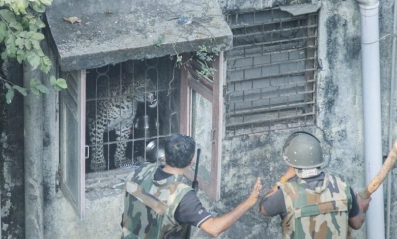 Wildlife rescue team capturing a leopard after it entered a house in Hiranagar Kathua Jammu and Kashmir