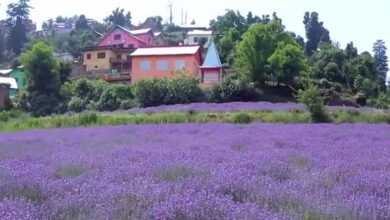 Lavender Festival 2026 Bhaderwah showcasing Purple Revolution with lavender fields, farmers, scientists and CSIR-IIIM promoting Aroma Mission and rural entrepreneurship in Jammu Kashmir