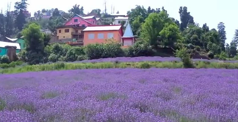 Lavender Festival 2026 Bhaderwah showcasing Purple Revolution with lavender fields, farmers, scientists and CSIR-IIIM promoting Aroma Mission and rural entrepreneurship in Jammu Kashmir