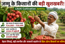 Farmers involved in Litchi Cultivation Jammu under the High-Density Plantation programme to increase income and productivity.