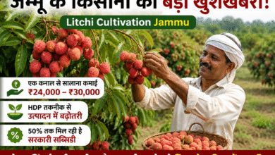 Farmers involved in Litchi Cultivation Jammu under the High-Density Plantation programme to increase income and productivity.