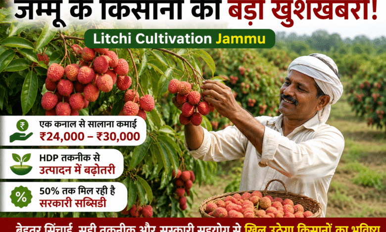 Farmers involved in Litchi Cultivation Jammu under the High-Density Plantation programme to increase income and productivity.