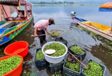 Dal Lake Pollution heavy metals found in water chestnut study