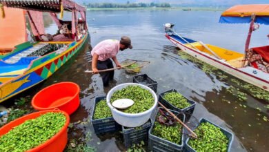 Dal Lake Pollution heavy metals found in water chestnut study