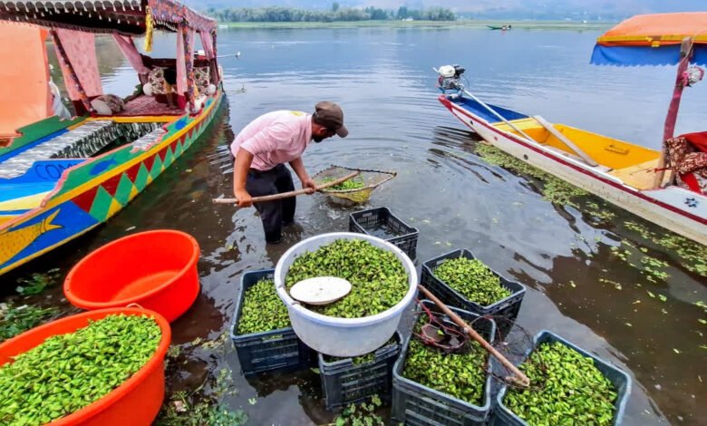 Dal Lake Pollution heavy metals found in water chestnut study
