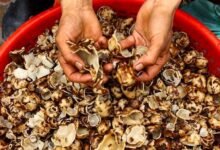 Wild Mushroom Poisoning patients admitted to GMC Rajouri