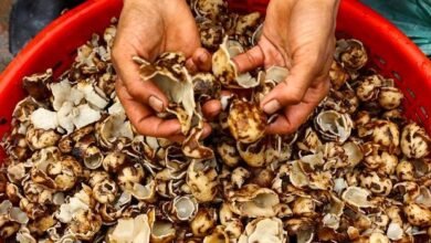 Wild Mushroom Poisoning patients admitted to GMC Rajouri