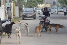Stray Dogs Jammu Kashmir population management