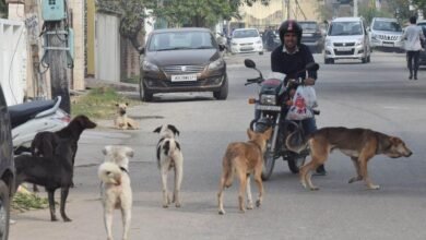 Stray Dogs Jammu Kashmir population management