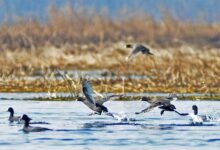 Wetland Conservation Plans High Court Jammu Kashmir