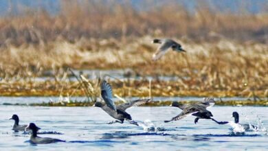 Wetland Conservation Plans High Court Jammu Kashmir
