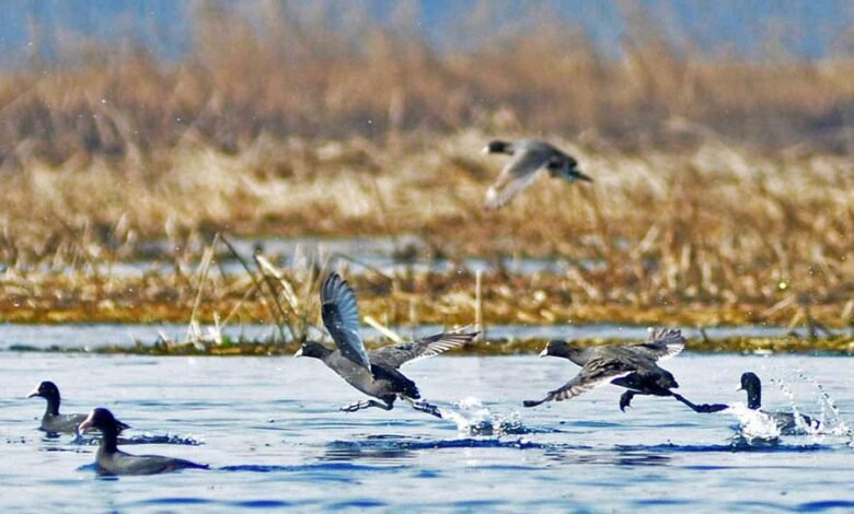 Wetland Conservation Plans High Court Jammu Kashmir